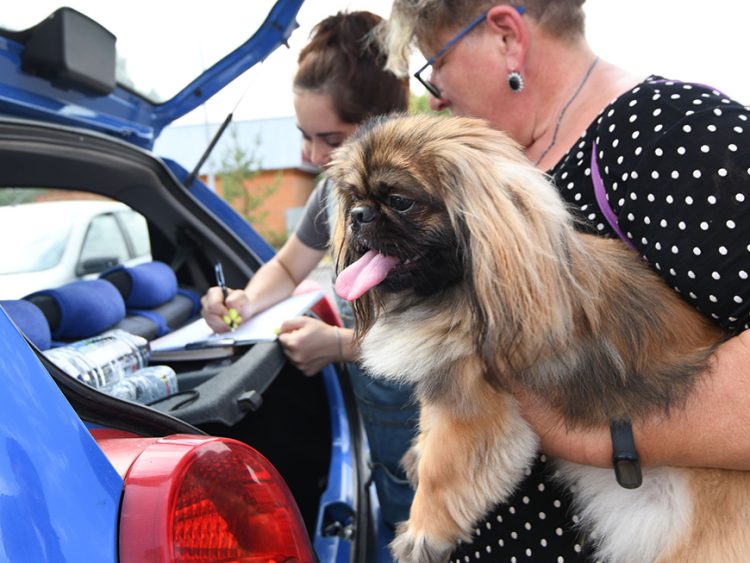 В Казани с начала мая было проведено 330 бесплатных стерилизаций домашних собак