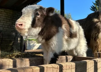 Теленок яка в Казани получил имя в честь саммита БРИКС