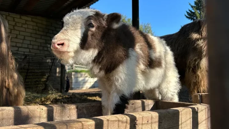 Теленок яка в Казани получил имя в честь саммита БРИКС