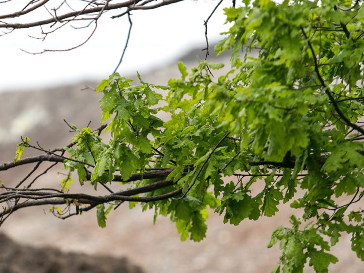 Казанцев приглашают на агроуход за дубами в Рыбно-Слободском районе