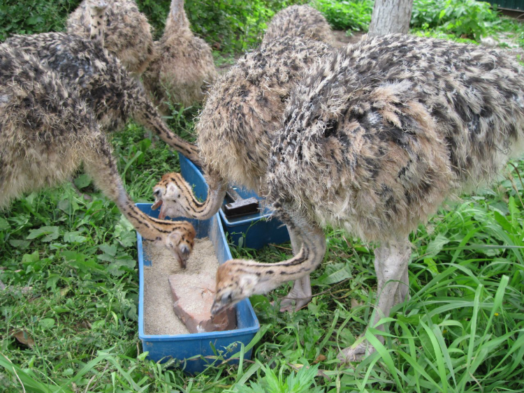 В Татарстане пять проектов победили в федеральном конкурсе на грант «Агротуризм»