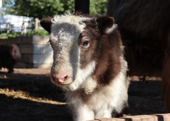 В Казанском зооботсаду родился детеныш яка