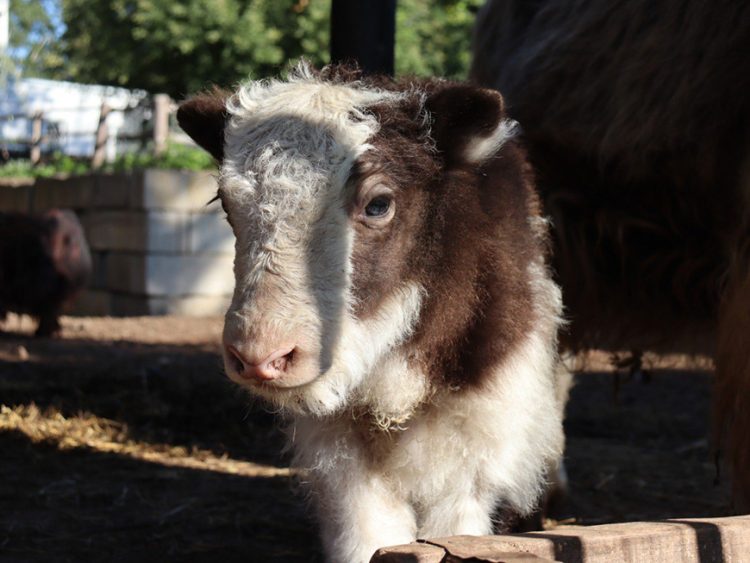 В Казанском зооботсаду родился детеныш яка