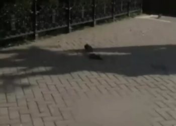 Специалисты прокомментировали мор голубей в Казани