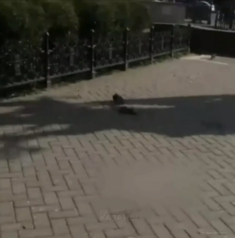 Специалисты прокомментировали мор голубей в Казани