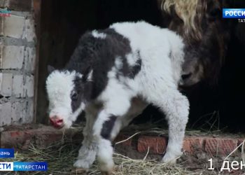 В казанском зооботсаду родились детеныши экзотических животных