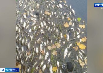 В казанском поселке Отары зафиксировали мор рыбы