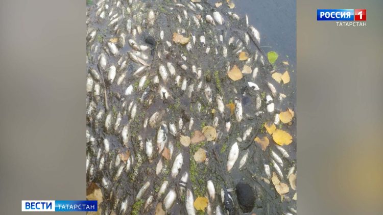 В казанском поселке Отары зафиксировали мор рыбы