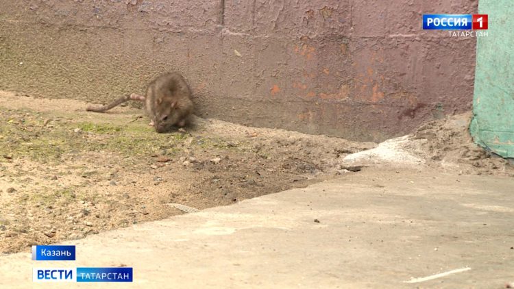 В Казани жители дома на улице Фучика борются с нашествием крыс во дворе