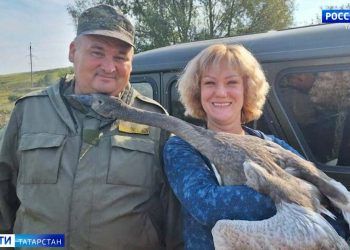 В Нижнекамске экологи спасли дикого лебедя