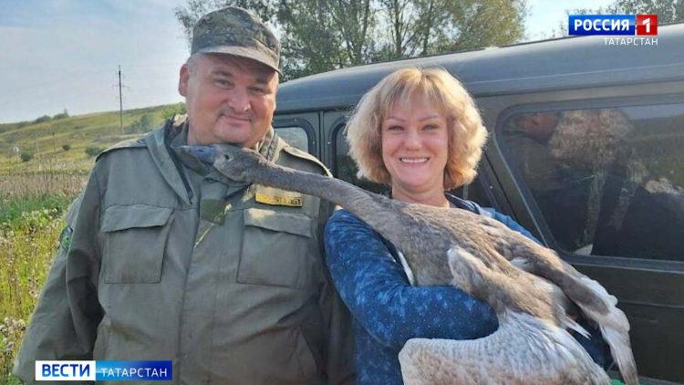 В Нижнекамске экологи спасли дикого лебедя
