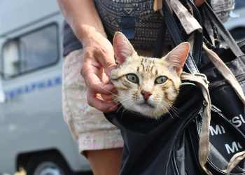 В Казани пройдет бесплатная вакцинация домашних животных от бешенства