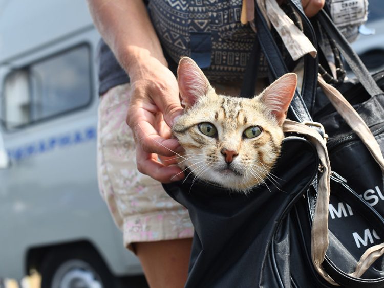В Казани пройдет бесплатная вакцинация домашних животных от бешенства