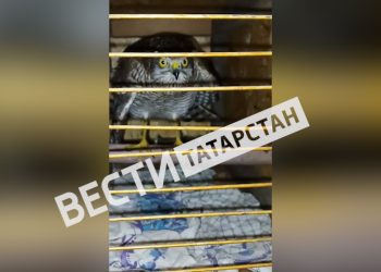 В Татарстане ястреба-перепелятника выпустили в естественную среду обитания после реабилитации