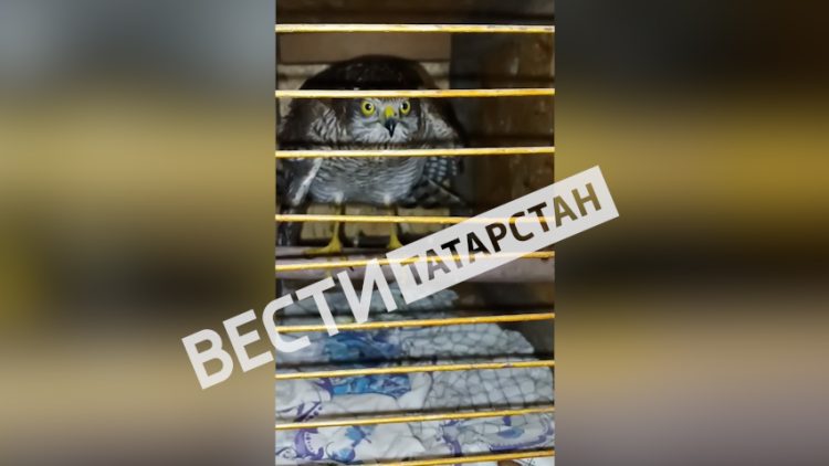 В Татарстане ястреба-перепелятника выпустили в естественную среду обитания после реабилитации