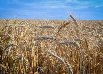 Минниханов выразил благодарность хлеборобам республики за достойный урожай