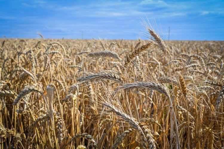 Минниханов выразил благодарность хлеборобам республики за достойный урожай