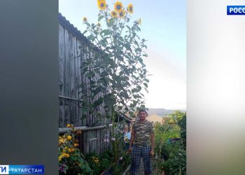 В Лениногорском районе вырос четырехметровый подсолнух