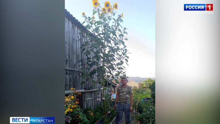 В Лениногорском районе вырос четырехметровый подсолнух