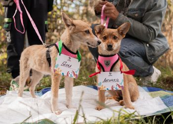 Казанцы приютили девять собак на благотворительной акции «Лапа дружбы»
