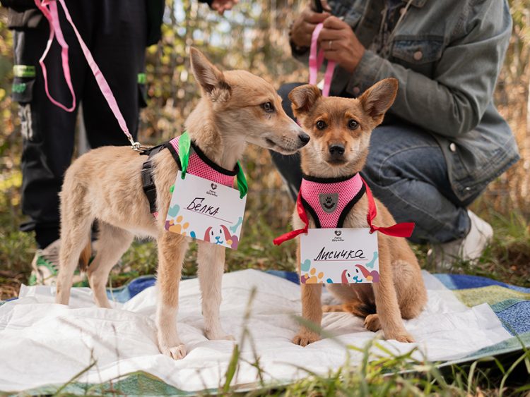 Казанцы приютили девять собак на благотворительной акции «Лапа дружбы»