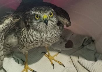 Ястреба с травмой крыла из Бугульмы отправили на восстановление