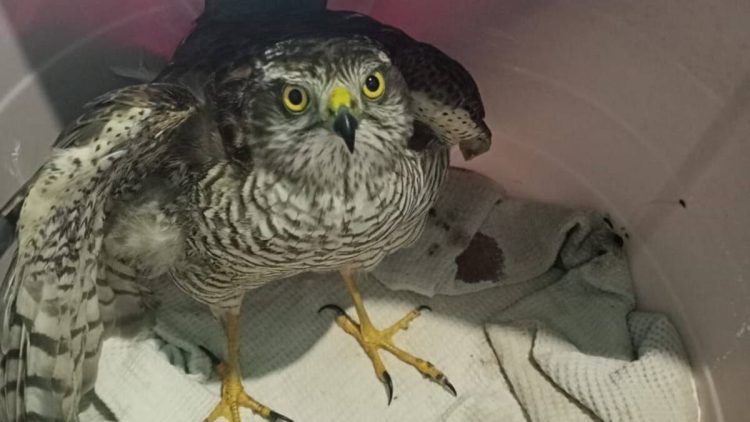 Ястреба с травмой крыла из Бугульмы отправили на восстановление